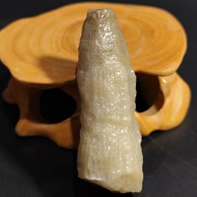 希腊罗马丝路打制币化石【中外钱币放漏】专场！陆小鱼的钱币仓，限时拍卖第080场 - 4.5亿年前奥陶纪时期海洋古生物化石标本18.9g