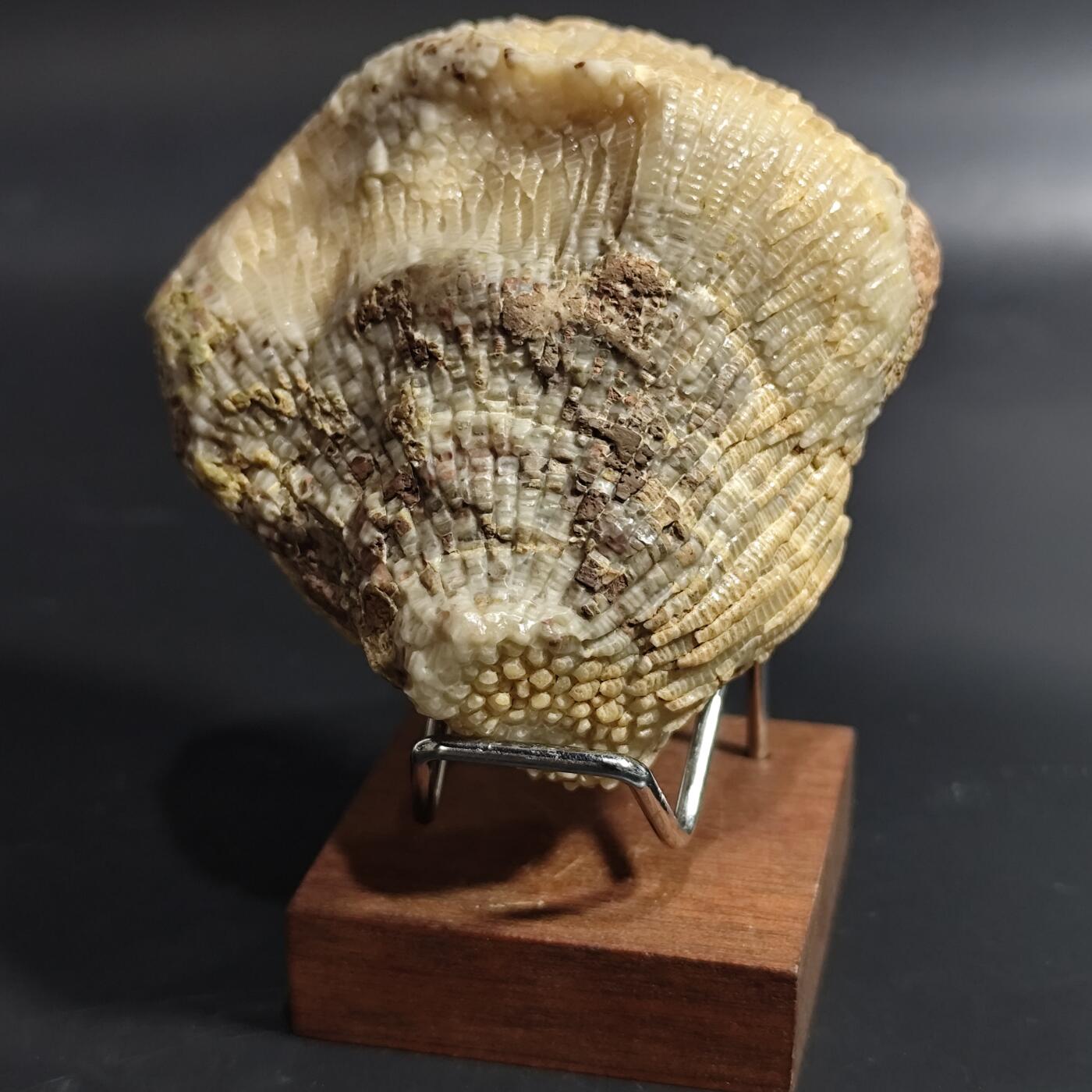 希腊罗马丝路打制币化石【中外钱币放漏】专场！陆小鱼的钱币仓，限时拍卖第080场 层次分明纹路清晰的珊瑚化石 已经完全玉化 4.5亿年前奥陶纪时期海洋古生物化石标本243g