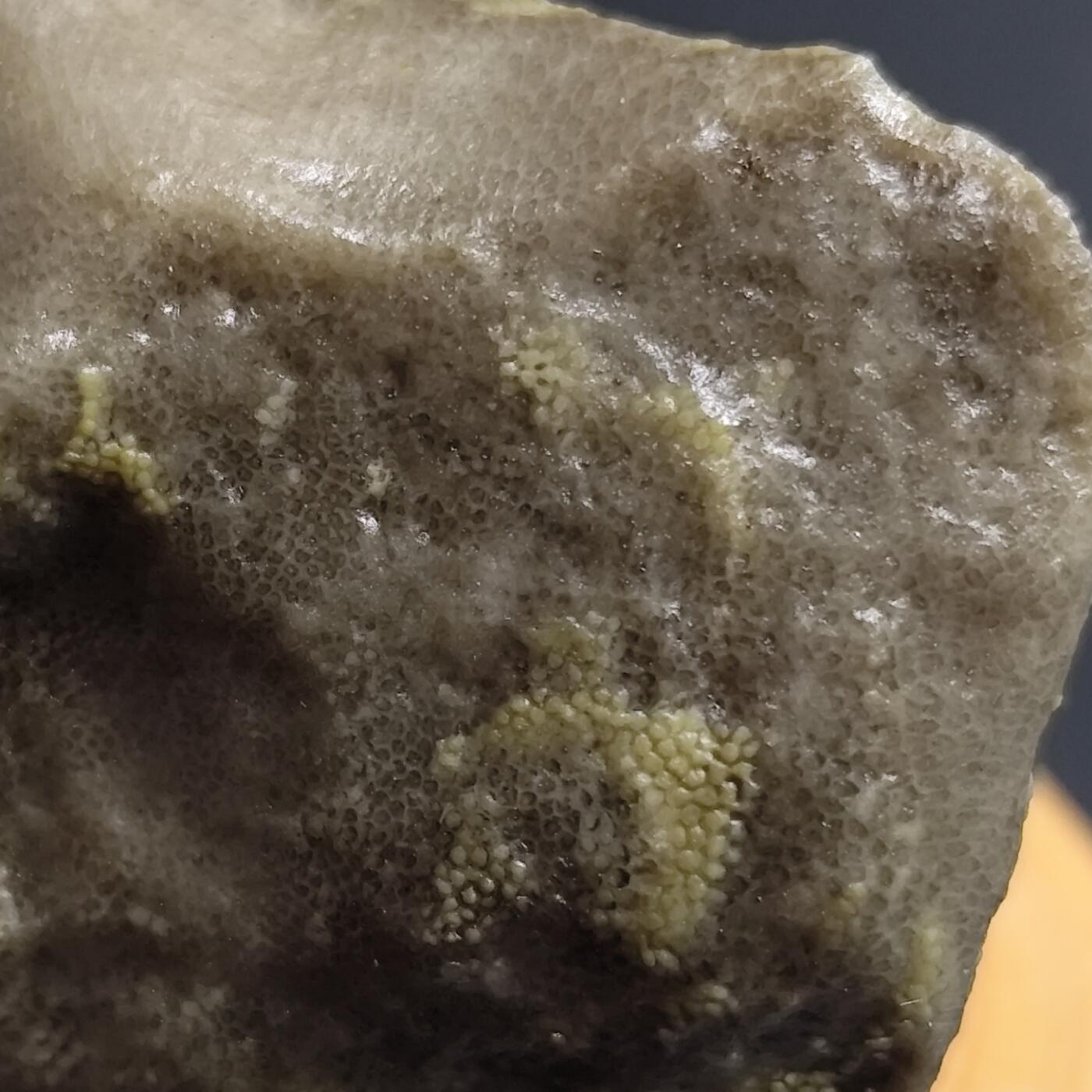 希腊罗马丝路打制币化石【中外钱币放漏】专场！陆小鱼的钱币仓，限时拍卖第080场 4.5亿年前奥陶纪时期海洋古生物化石标本83.9g