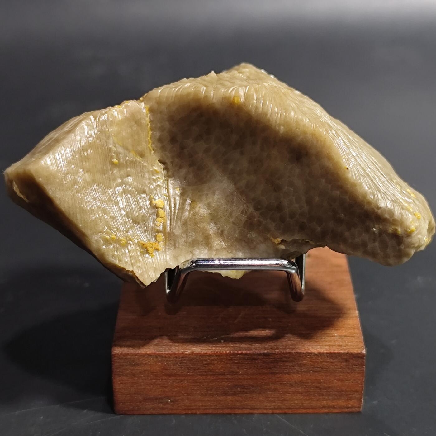 希腊罗马丝路打制币化石【中外钱币放漏】专场！陆小鱼的钱币仓，限时拍卖第080场 4.5亿年前奥陶纪时期海洋古生物化石标本136g