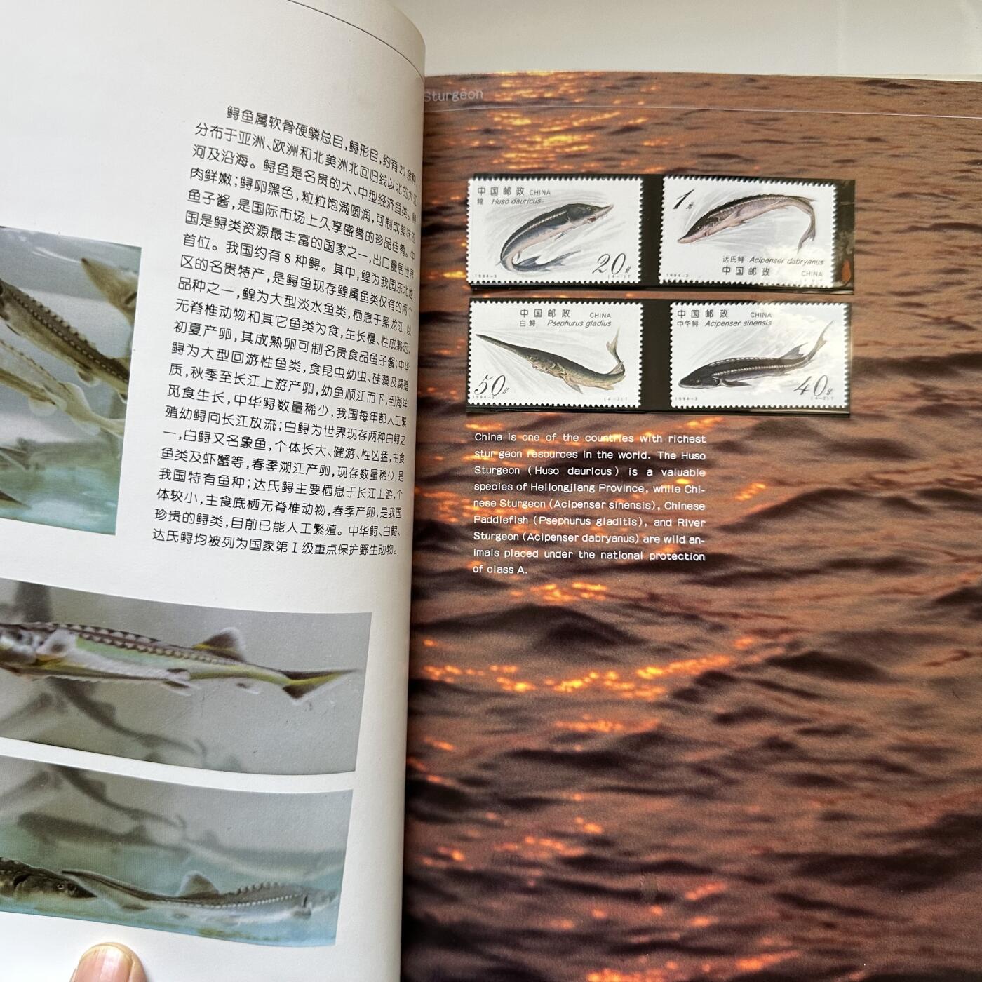 🌹外币初藏🌹🐯2025年第146场  每周二四六晚8️⃣点 接代拍 1994年全彩印邮票年册