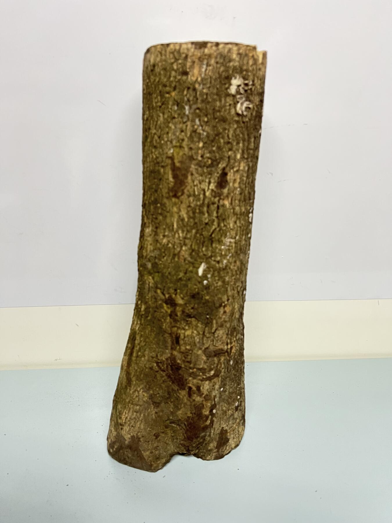 零元拍： 1225-1 金丝楠 原木 风水柱 横财（材）带皮， 尺寸：46.5/11.5/19/10.5/CM。