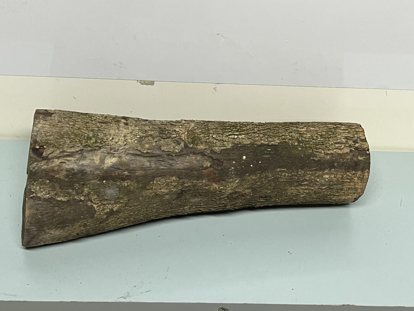 零元拍： 1225-1 金丝楠 原木 风水柱 横财（材）带皮， 尺寸：46.5/11.5/19/10.5/CM。