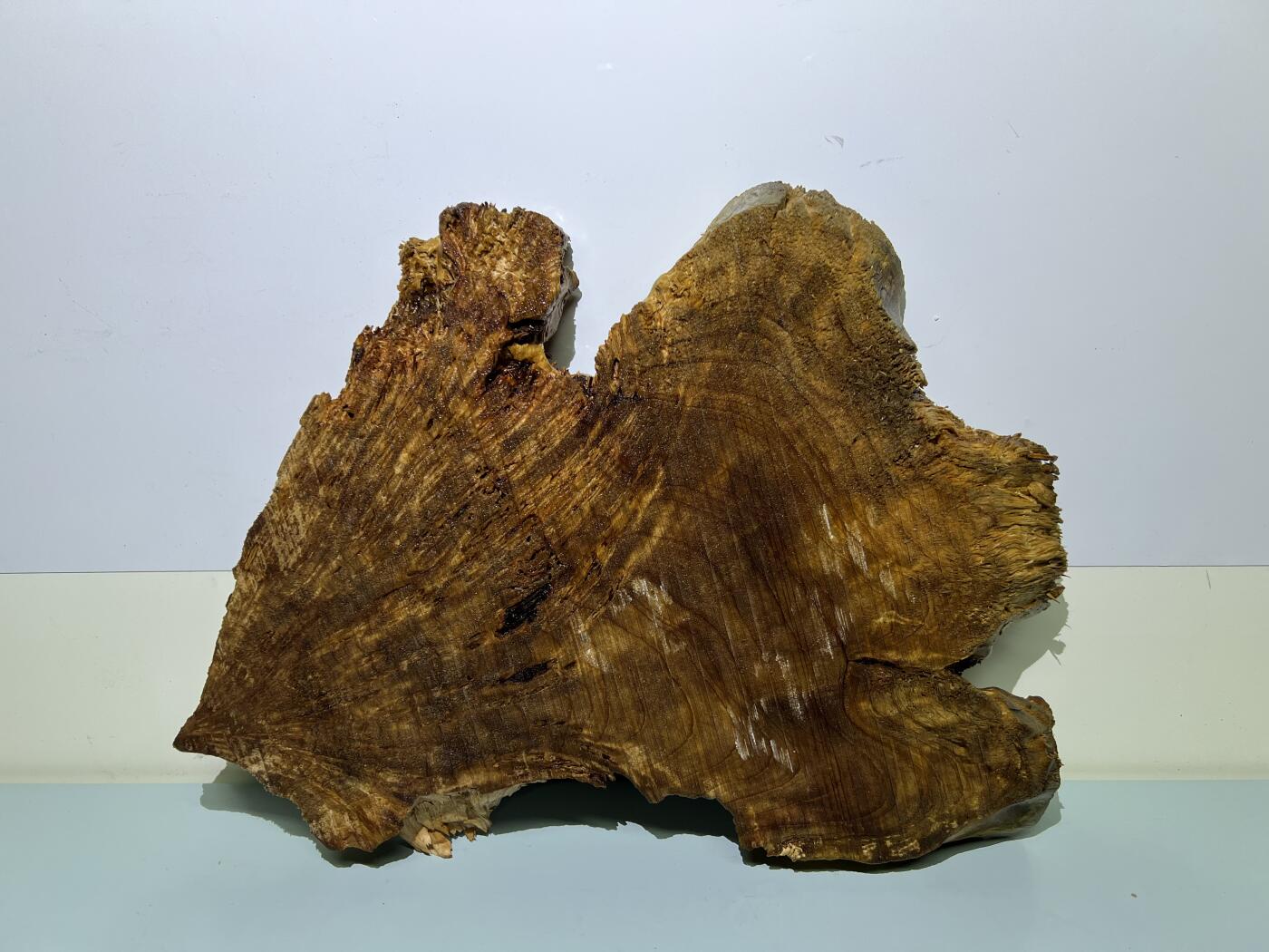 零元拍：香杉木老根榴干泡茶盘 毛坯，未打磨抛光，尺寸约：420/300/厚35MM，满花，药香满鼻，因为没有上漆，干燥天气可能会产生裂纹，属于正常现象