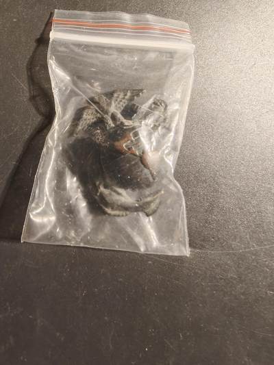 老王徽章第172期 - 美国海军陆战队大檐帽帽徽    低可视度版