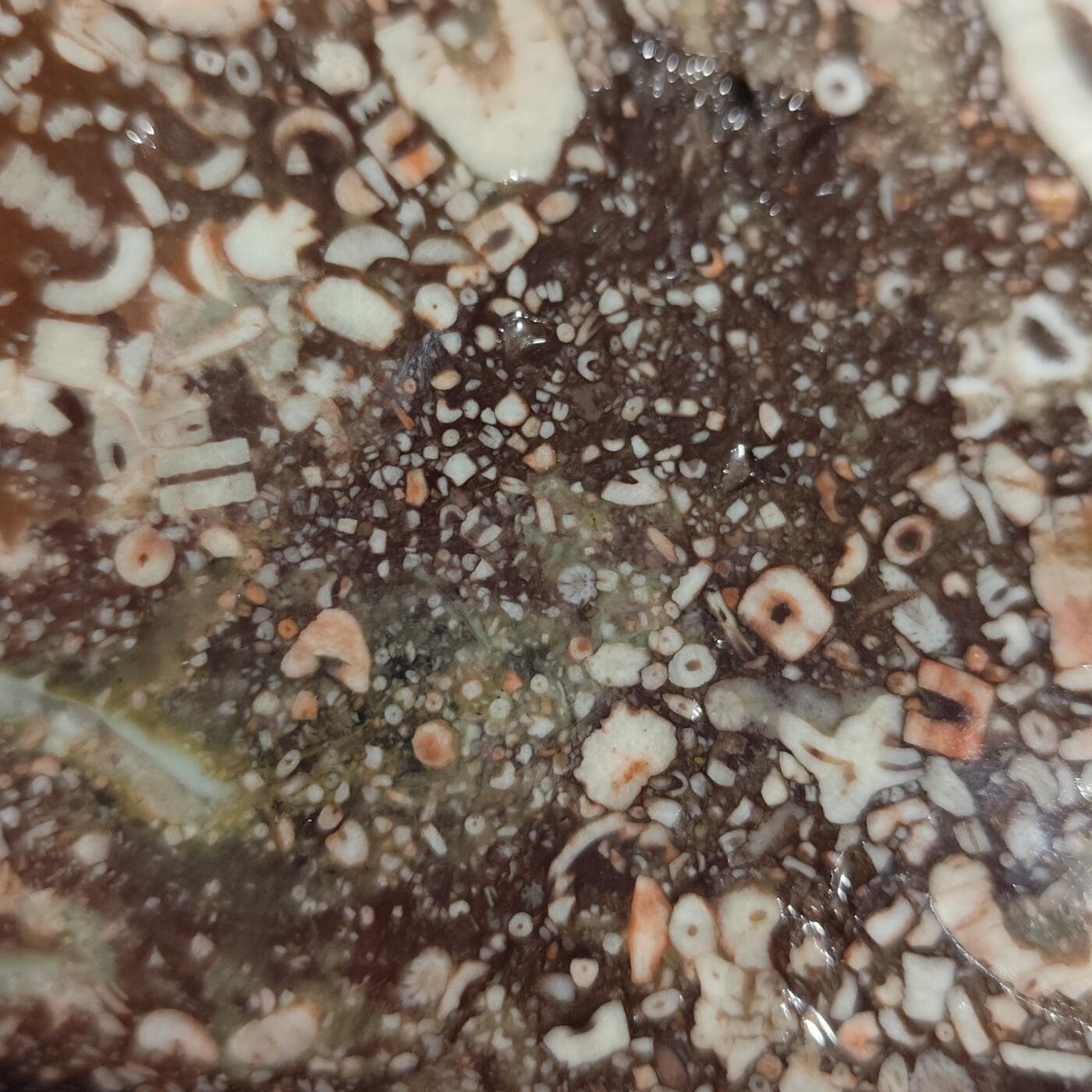 希腊罗马丝路打制币化石【中外钱币放漏】专场！陆小鱼的钱币仓，限时拍卖第080场 化石摆件1441g