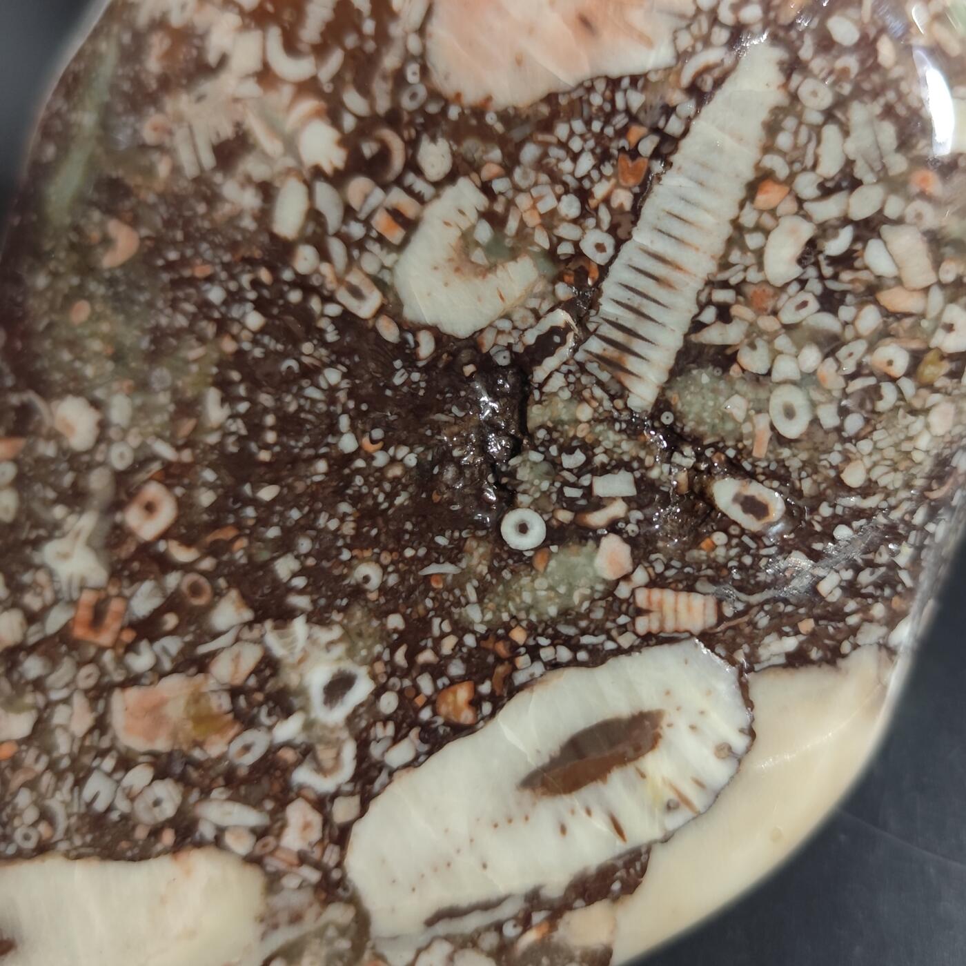 希腊罗马丝路打制币化石【中外钱币放漏】专场！陆小鱼的钱币仓，限时拍卖第080场 化石摆件1441g