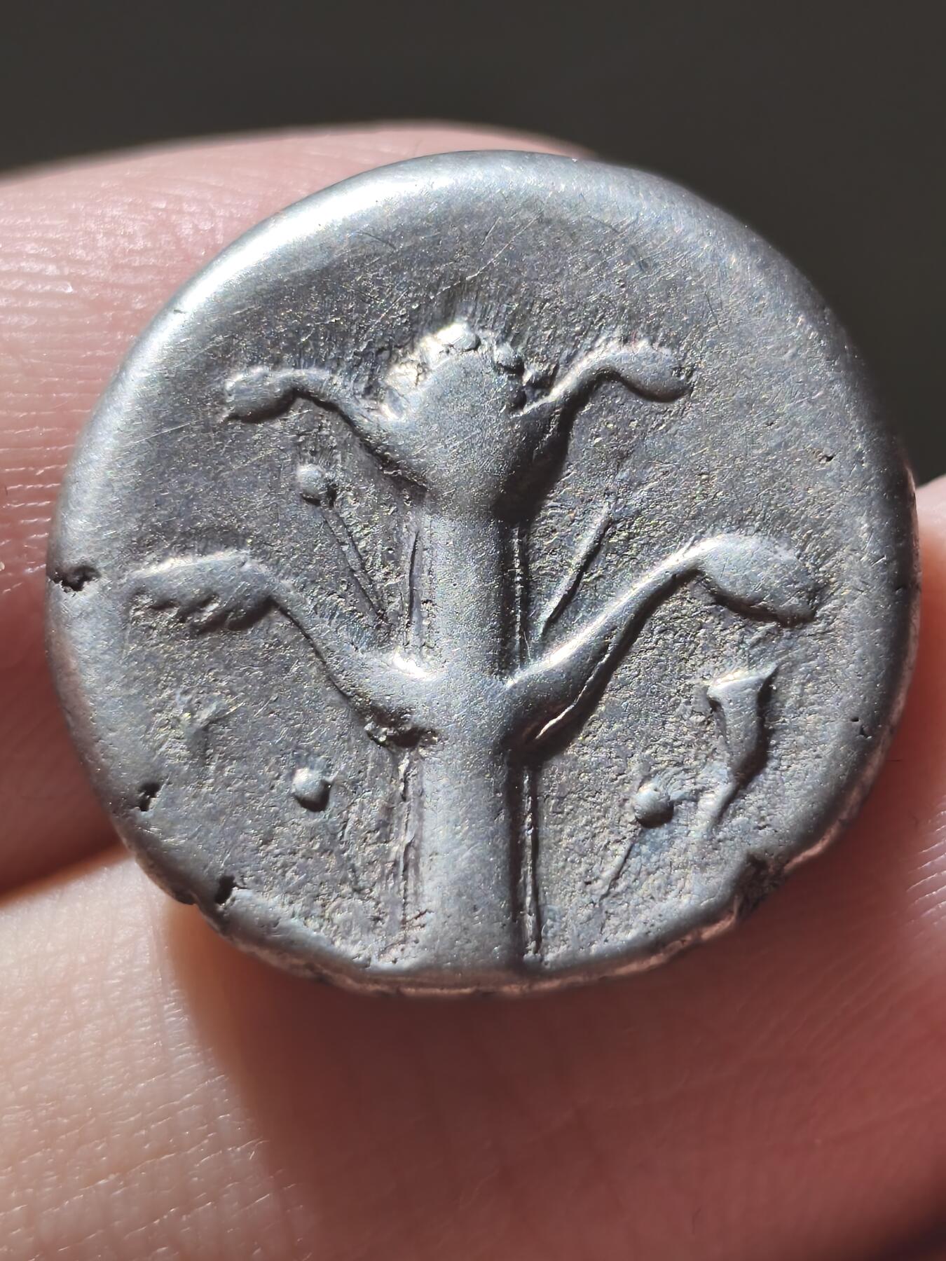 美品！古希腊-北非 昔兰尼加罗盘草 阿波罗-阿蒙 2德拉克马大银币7.48g 背面著名的教科书已灭绝的植物罗盘草 该类型币价格五千以上，此品非常干净漂亮，入手温润美观，非常不错的精品