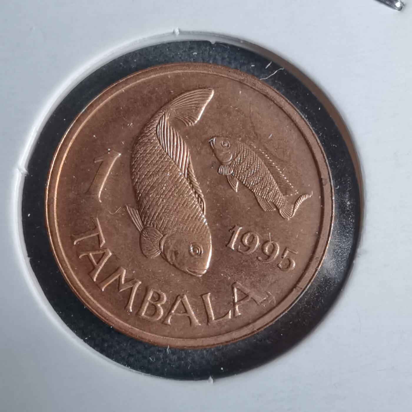 沼泽如烟--第947场 马拉维1995年1坦巴拉