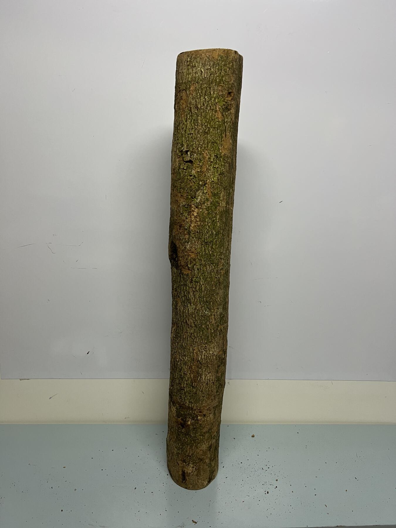 零元拍： 1227-1 金丝楠 原木 风水柱 横财（材）带皮， 尺寸：81/11.5/CM。抛光后金灿灿满香。