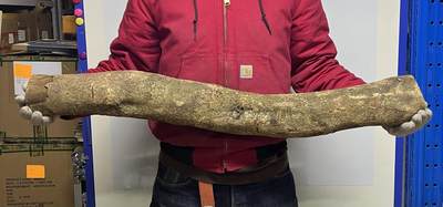 零元拍： 1227-2金丝楠 原木 一根带造型的 风水柱 横财（材）带皮， 尺寸：94/9.5/10/CM。抛光后金灿灿满香 - 零元拍： 1227-2金丝楠 原木 一根带造型的 风水柱 横财（材）带皮， 尺寸：94/9.5/10/CM。抛光后金灿灿满香