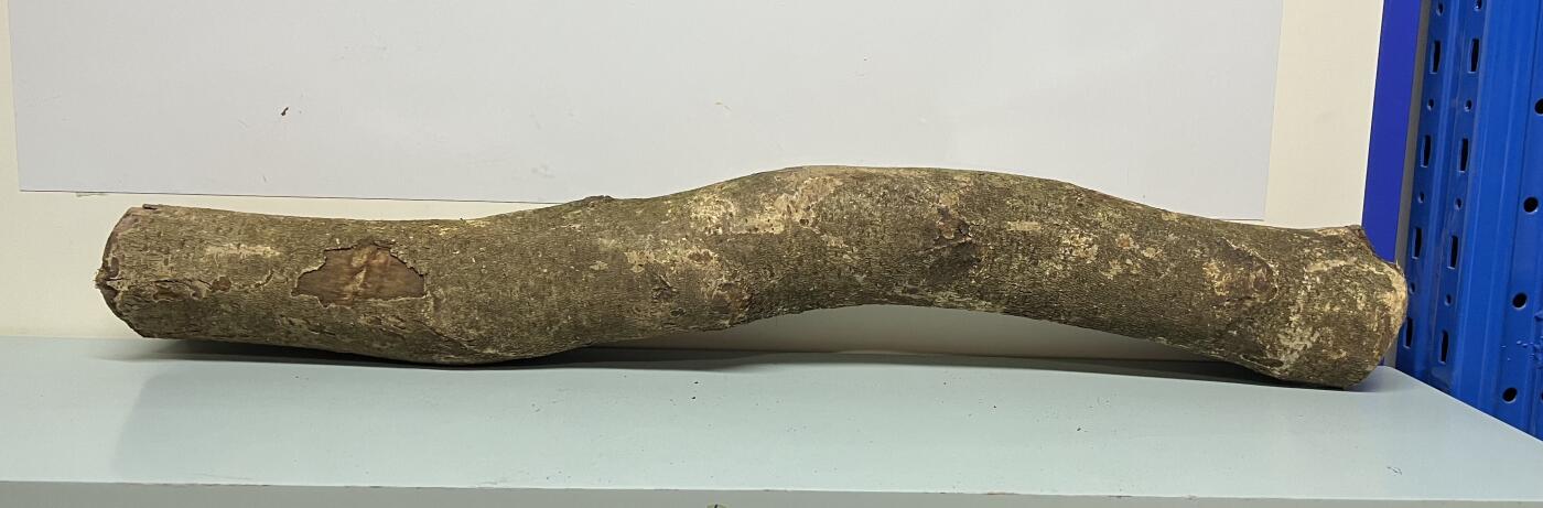 零元拍： 1227-2金丝楠 原木 一根带造型的 风水柱 横财（材）带皮， 尺寸：94/9.5/10/CM。抛光后金灿灿满香