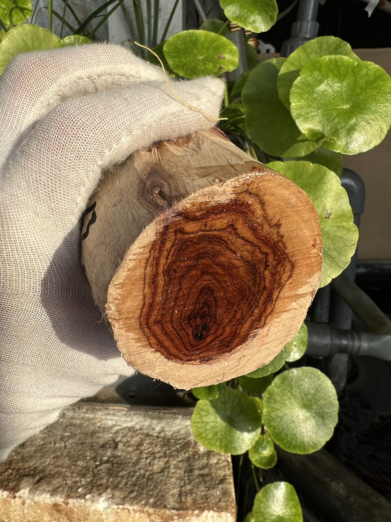 零元拍：  NO88-3 海南黄花梨原料。115/40/65/55MM