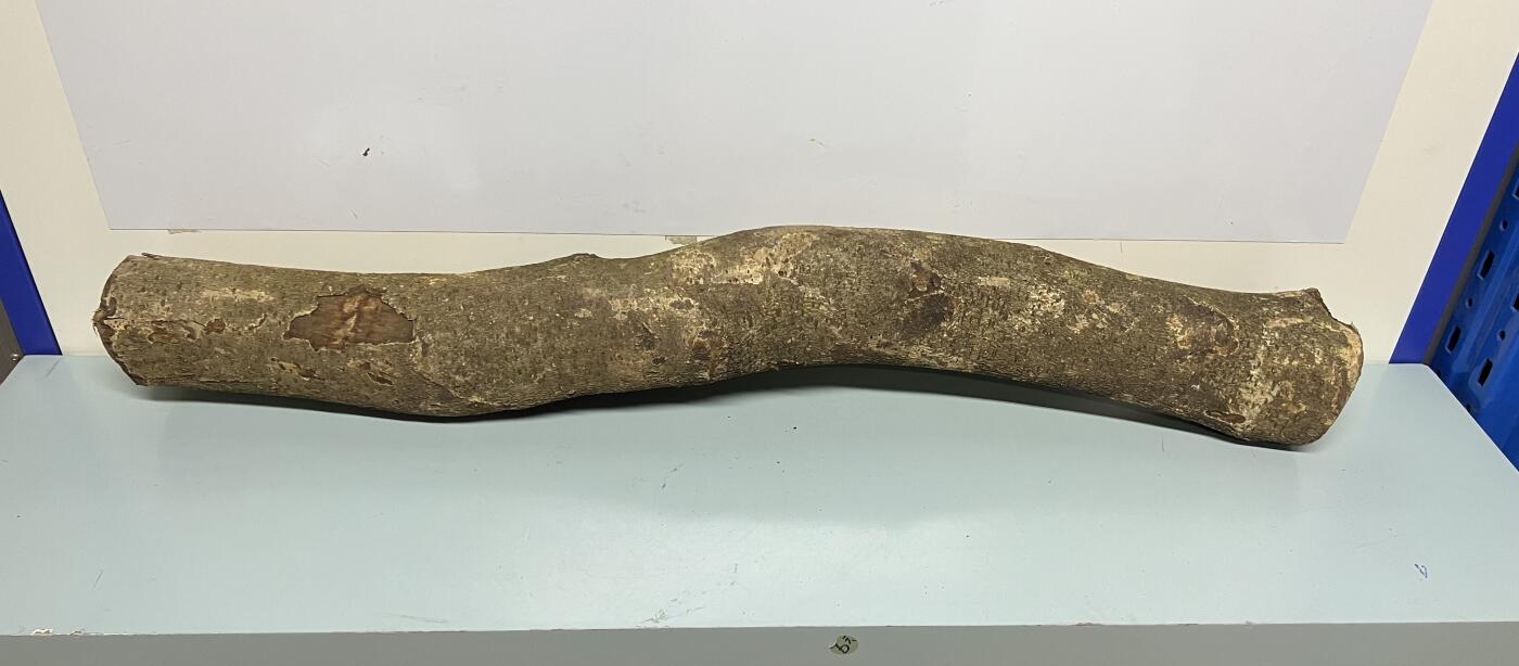 零元拍： 1227-2金丝楠 原木 一根带造型的 风水柱 横财（材）带皮， 尺寸：94/9.5/10/CM。抛光后金灿灿满香