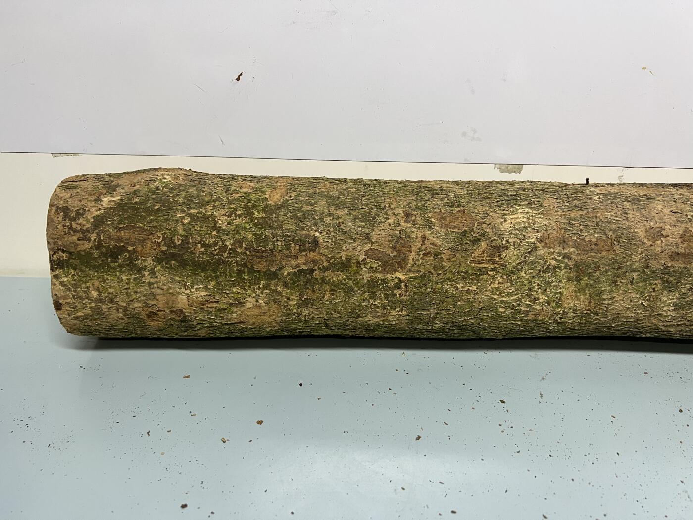 零元拍： 1227-1 金丝楠 原木 风水柱 横财（材）带皮， 尺寸：81/11.5/CM。抛光后金灿灿满香。