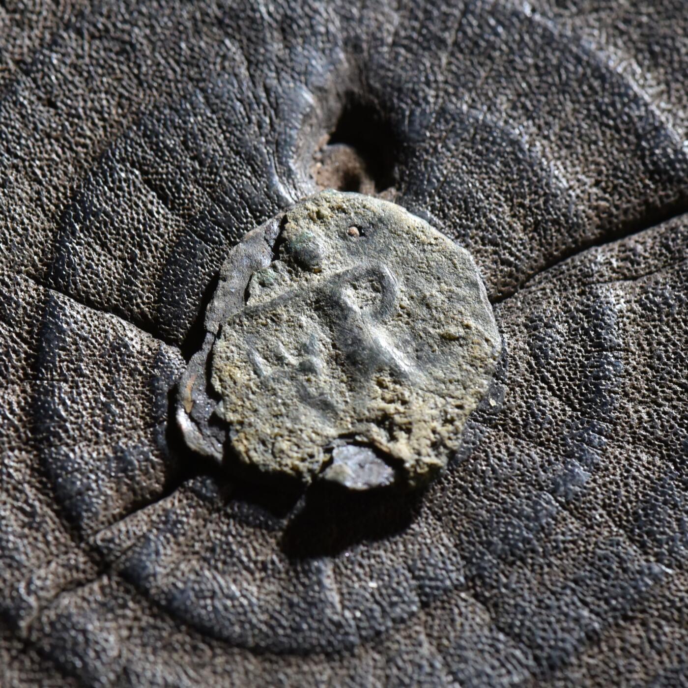 【良泉】第45期【直播场】1月15日晚19.30点开拍！ 208组，西方古代钱币、丝路古珠杂项专场 公元 195-230年【古印度】巴克特里亚地区的柔然人模仿贵霜钱币样式打制的小铜币，0.68克