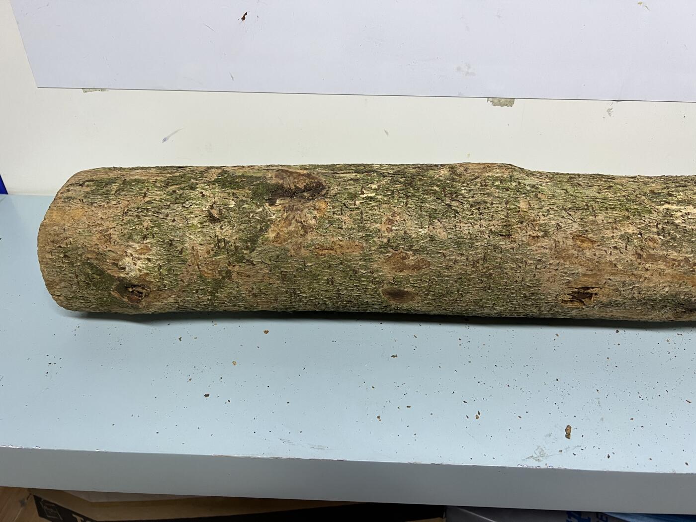 零元拍： 1227-1 金丝楠 原木 风水柱 横财（材）带皮， 尺寸：81/11.5/CM。抛光后金灿灿满香。