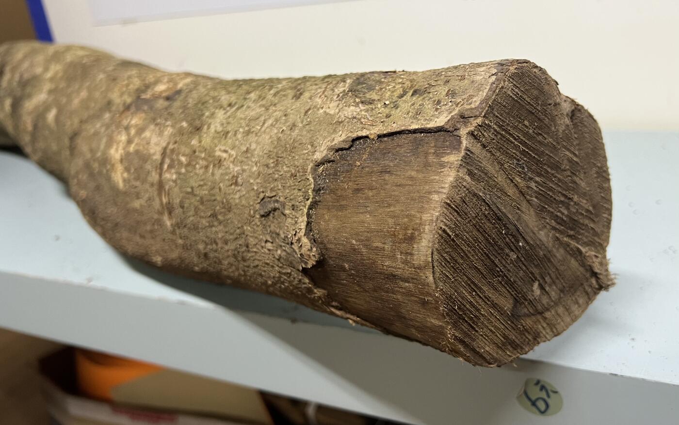 零元拍： 1227-2金丝楠 原木 一根带造型的 风水柱 横财（材）带皮， 尺寸：94/9.5/10/CM。抛光后金灿灿满香