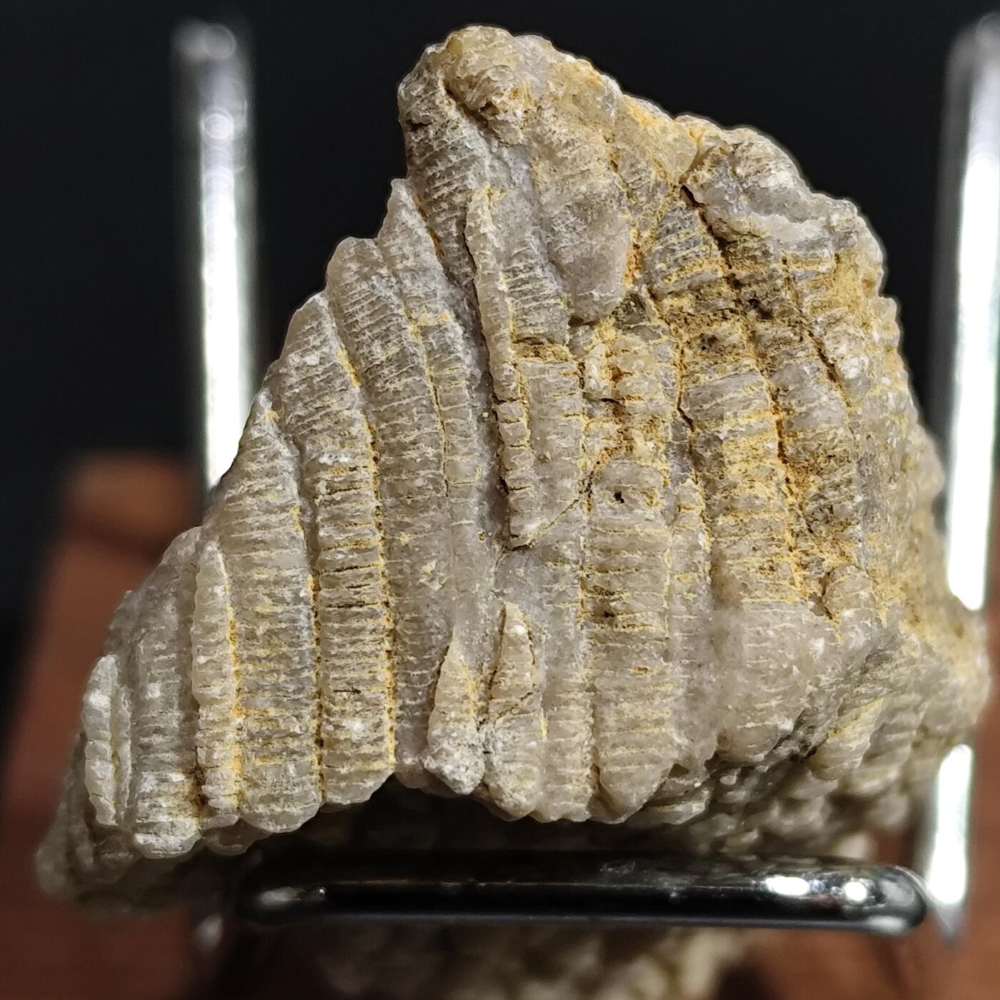 希腊罗马丝路打制币化石【中外钱币放漏】专场！陆小鱼的钱币仓，限时拍卖第080场 纹路独特 全玉化珊瑚化石 非常干净 难得 4.5亿年前奥陶纪时期海洋古生物化石标本25g