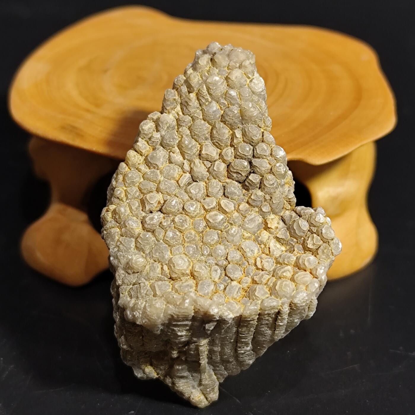 希腊罗马丝路打制币化石【中外钱币放漏】专场！陆小鱼的钱币仓，限时拍卖第080场 纹路独特 全玉化珊瑚化石 非常干净 难得 4.5亿年前奥陶纪时期海洋古生物化石标本25g