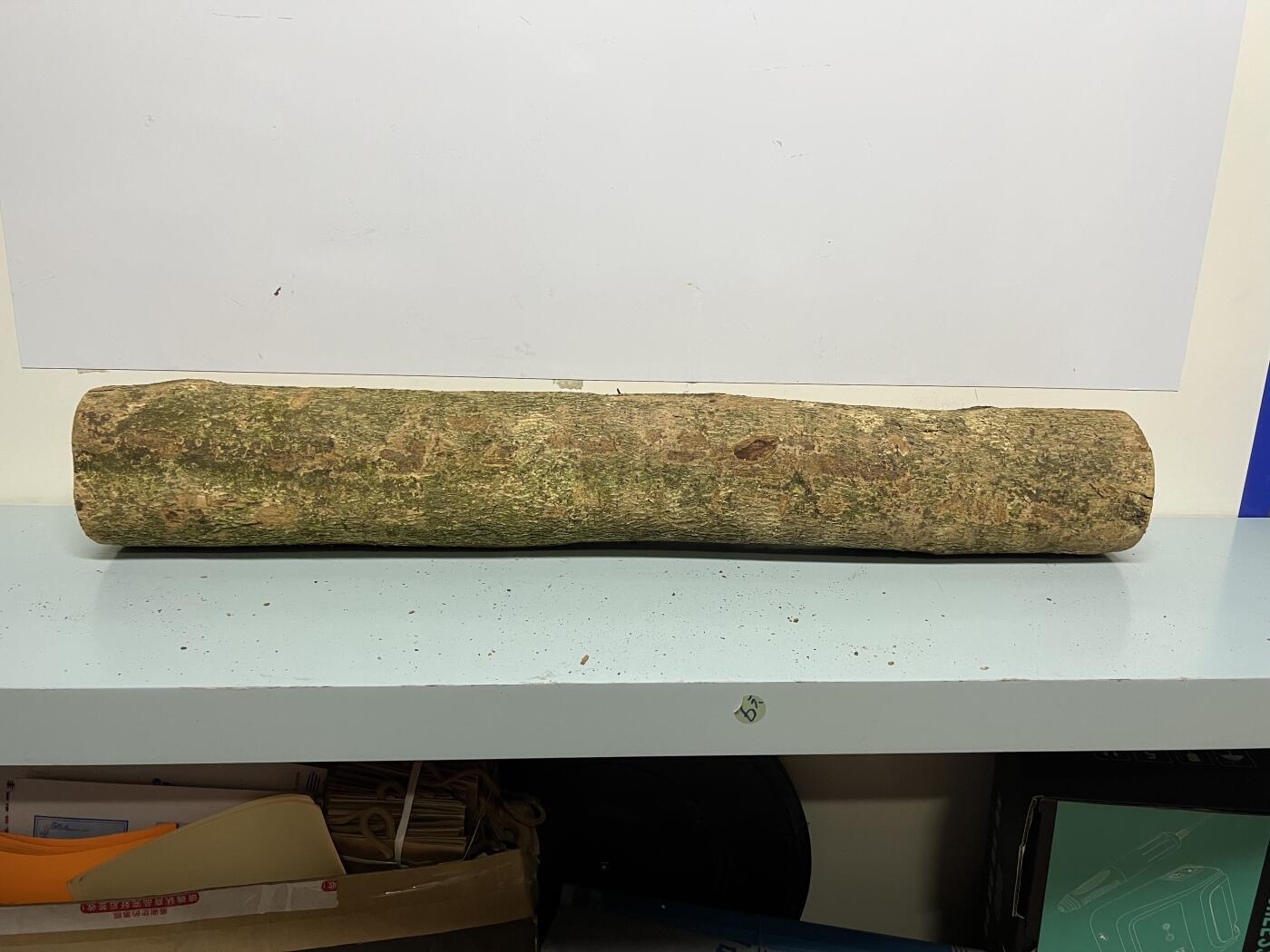 零元拍： 1227-1 金丝楠 原木 风水柱 横财（材）带皮， 尺寸：81/11.5/CM。抛光后金灿灿满香。