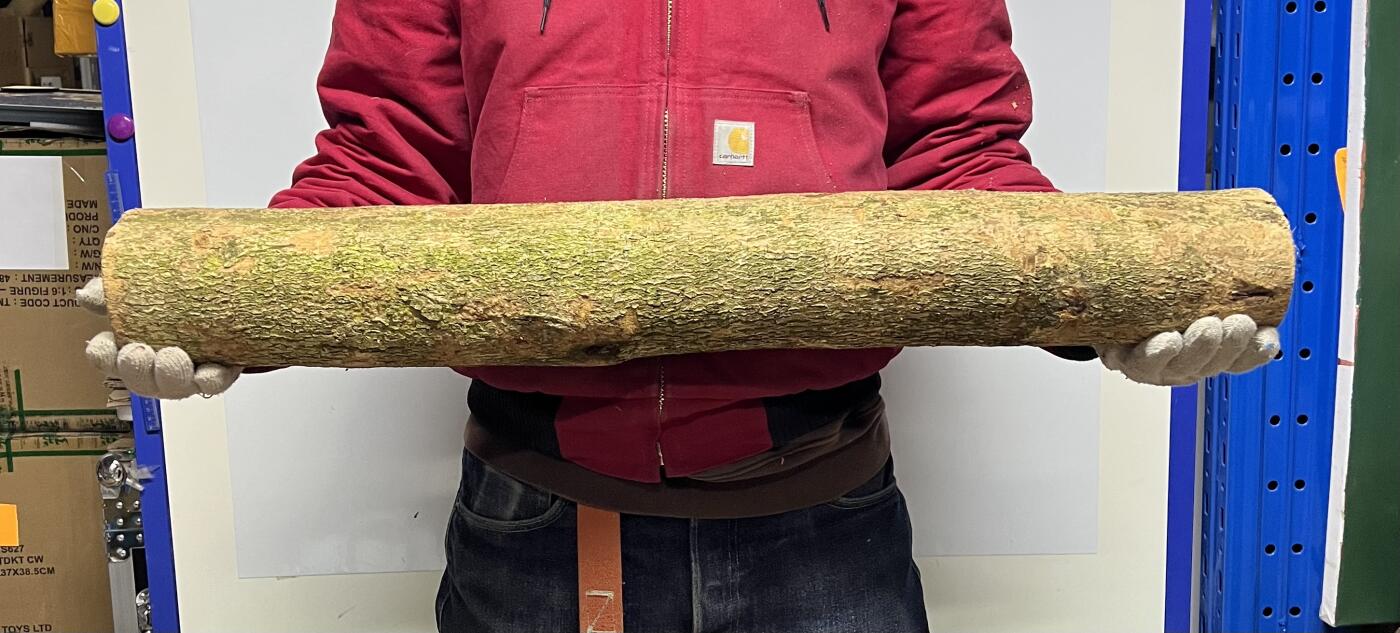 零元拍： 1227-1 金丝楠 原木 风水柱 横财（材）带皮， 尺寸：81/11.5/CM。抛光后金灿灿满香。