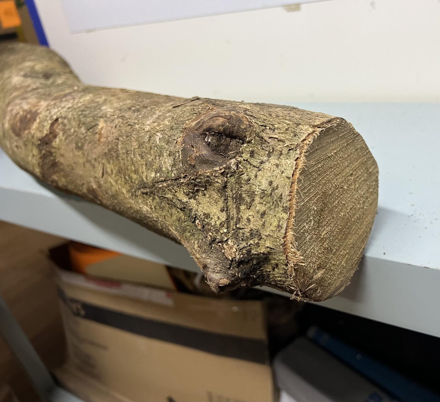 零元拍： 1227-2金丝楠 原木 一根带造型的 风水柱 横财（材）带皮， 尺寸：94/9.5/10/CM。抛光后金灿灿满香