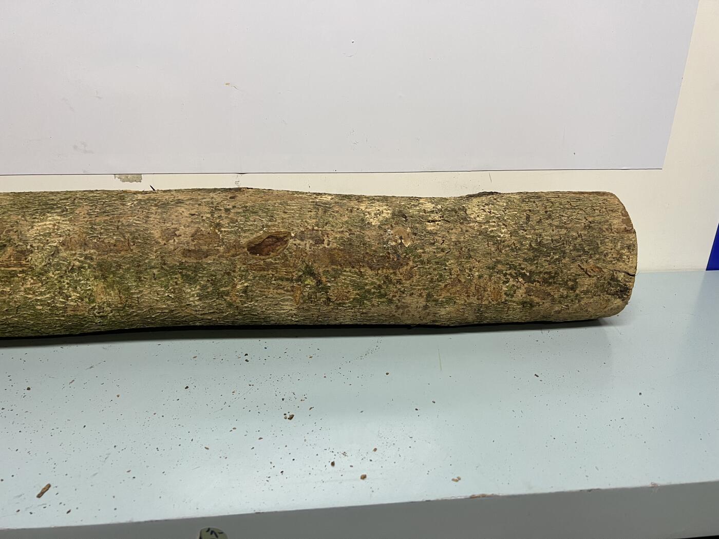 零元拍： 1227-1 金丝楠 原木 风水柱 横财（材）带皮， 尺寸：81/11.5/CM。抛光后金灿灿满香。