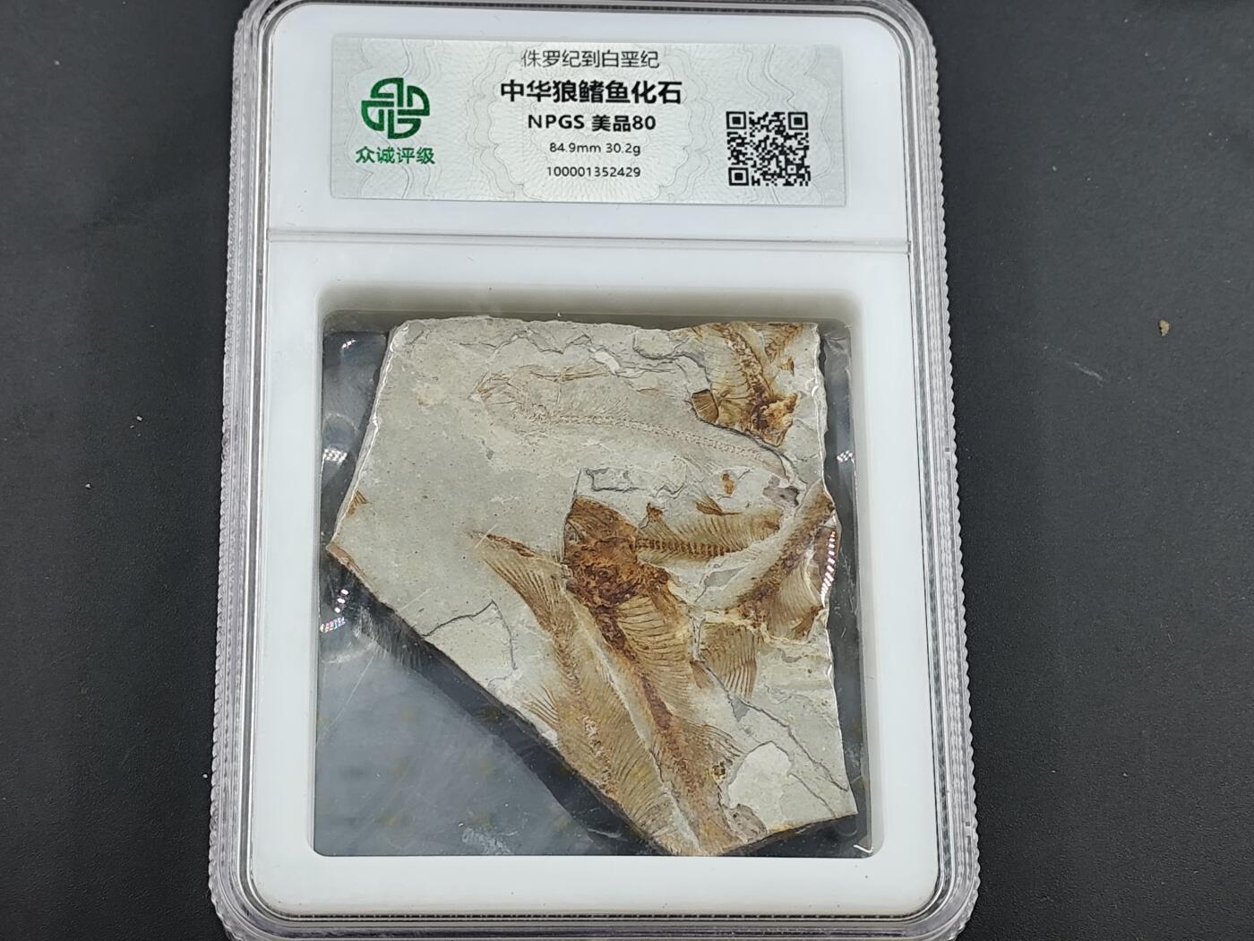 12月28日徽章钱币专场 众诚评级 侏罗纪狼鳍鱼化石鱼群
