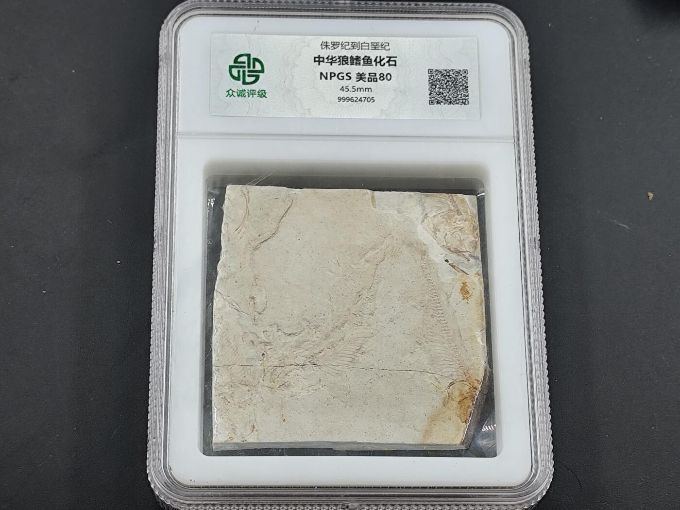 12月28日徽章钱币专场 众诚评级 狼鳍鱼大型鱼群化石