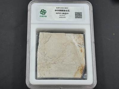 12月28日徽章钱币专场 - 众诚评级 狼鳍鱼大型鱼群化石