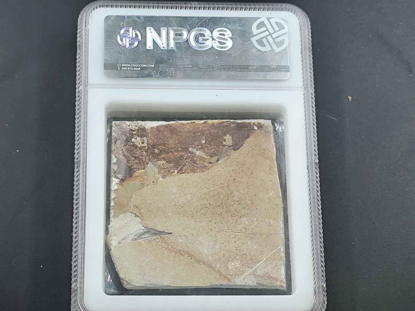 12月28日徽章钱币专场 众诚评级 狼鳍鱼大型鱼群化石