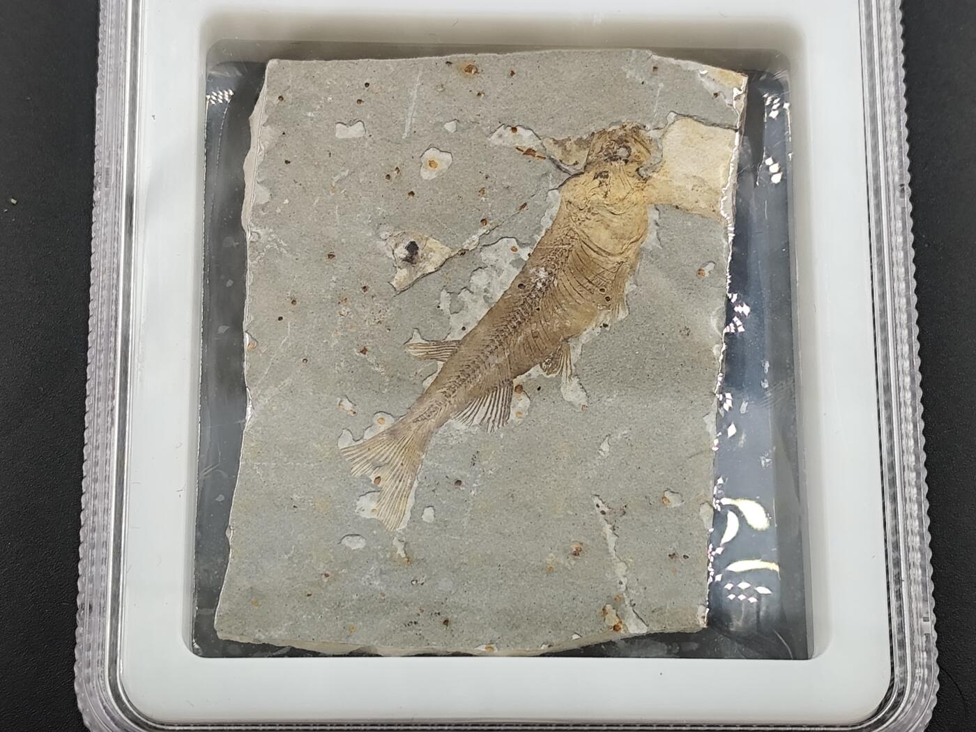 12月28日徽章钱币专场 众诚评级狼鳍鱼化石 大型鱼