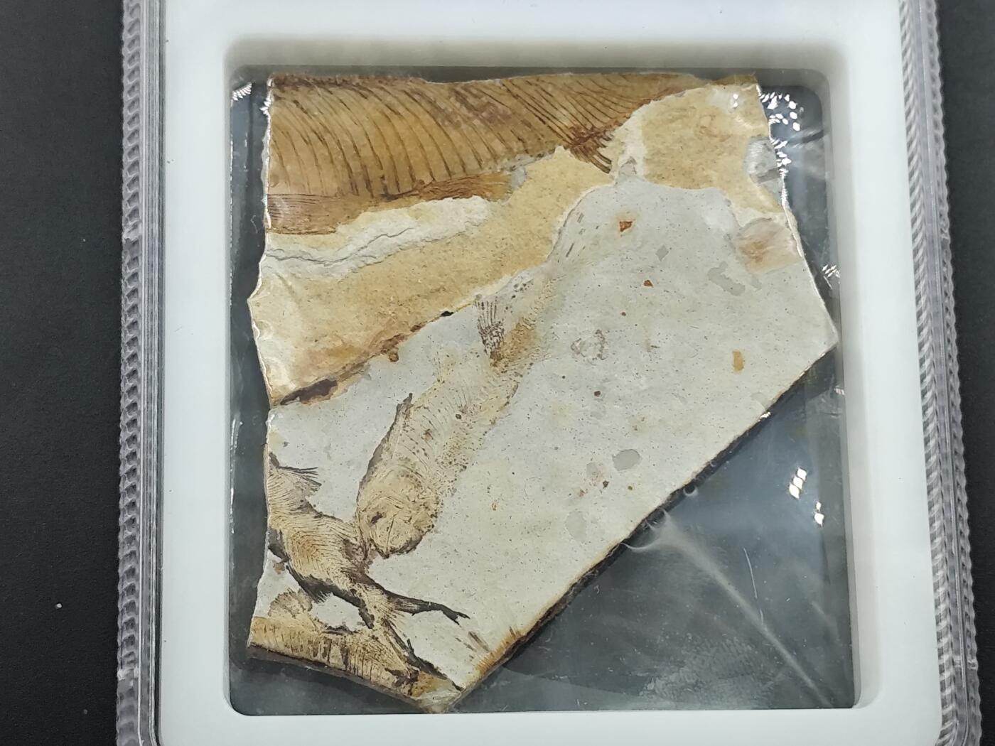 12月28日徽章钱币专场 众诚评级 侏罗纪狼鳍鱼化石鱼群