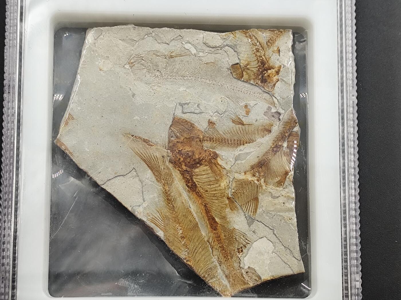 12月28日徽章钱币专场 众诚评级 侏罗纪狼鳍鱼化石鱼群