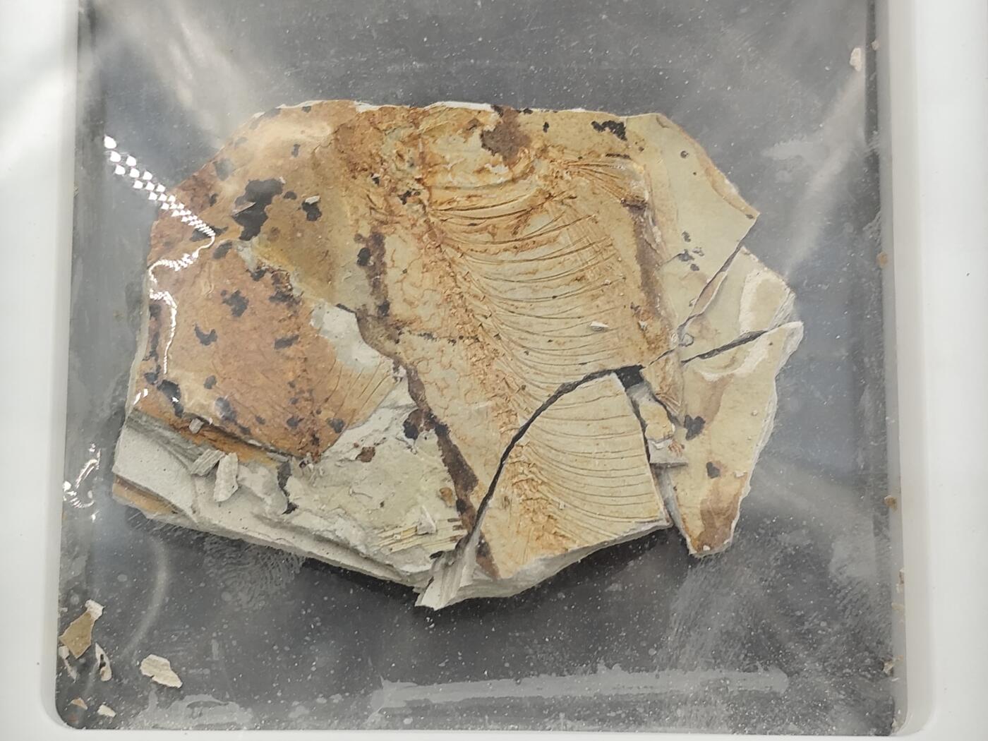 12月28日徽章钱币专场 众诚评级狼鳍鱼化石