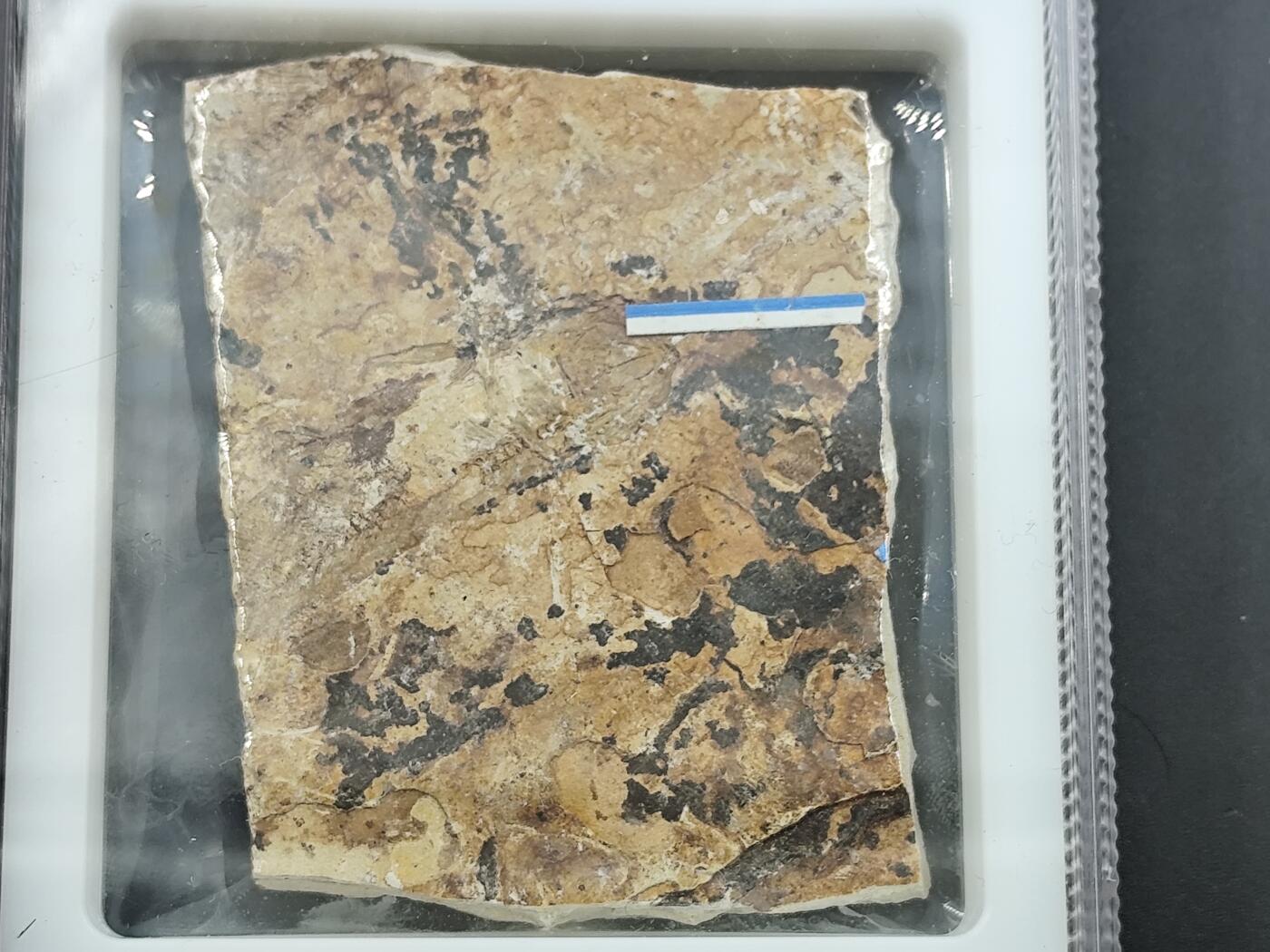 12月28日徽章钱币专场 众诚评级狼鳍鱼化石 大型鱼