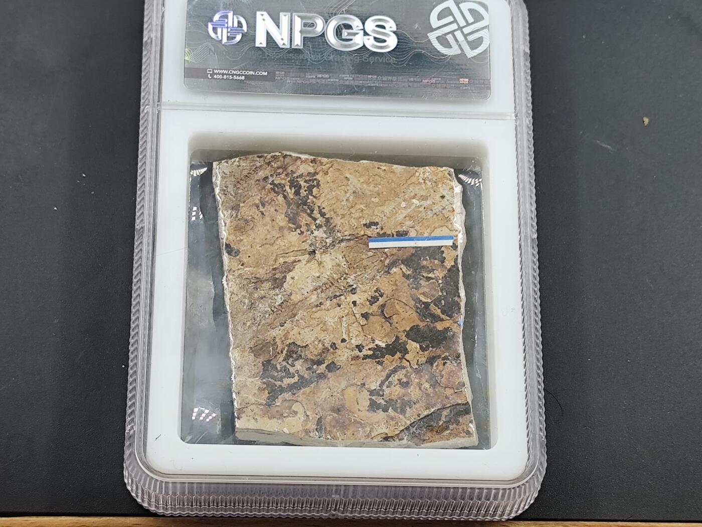 12月28日徽章钱币专场 众诚评级狼鳍鱼化石 大型鱼