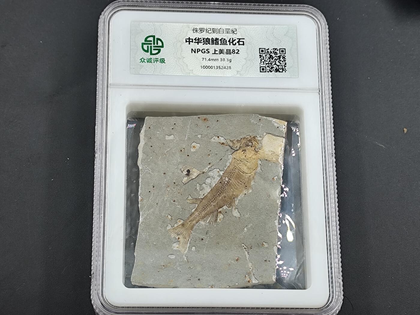12月28日徽章钱币专场 众诚评级狼鳍鱼化石 大型鱼