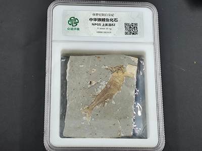 12月28日徽章钱币专场 - 众诚评级狼鳍鱼化石 大型鱼