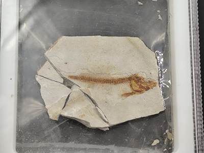 12月28日徽章钱币专场 - 众诚评级狼鳍鱼化石