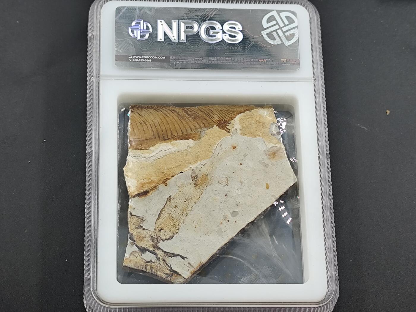 12月28日徽章钱币专场 众诚评级 侏罗纪狼鳍鱼化石鱼群