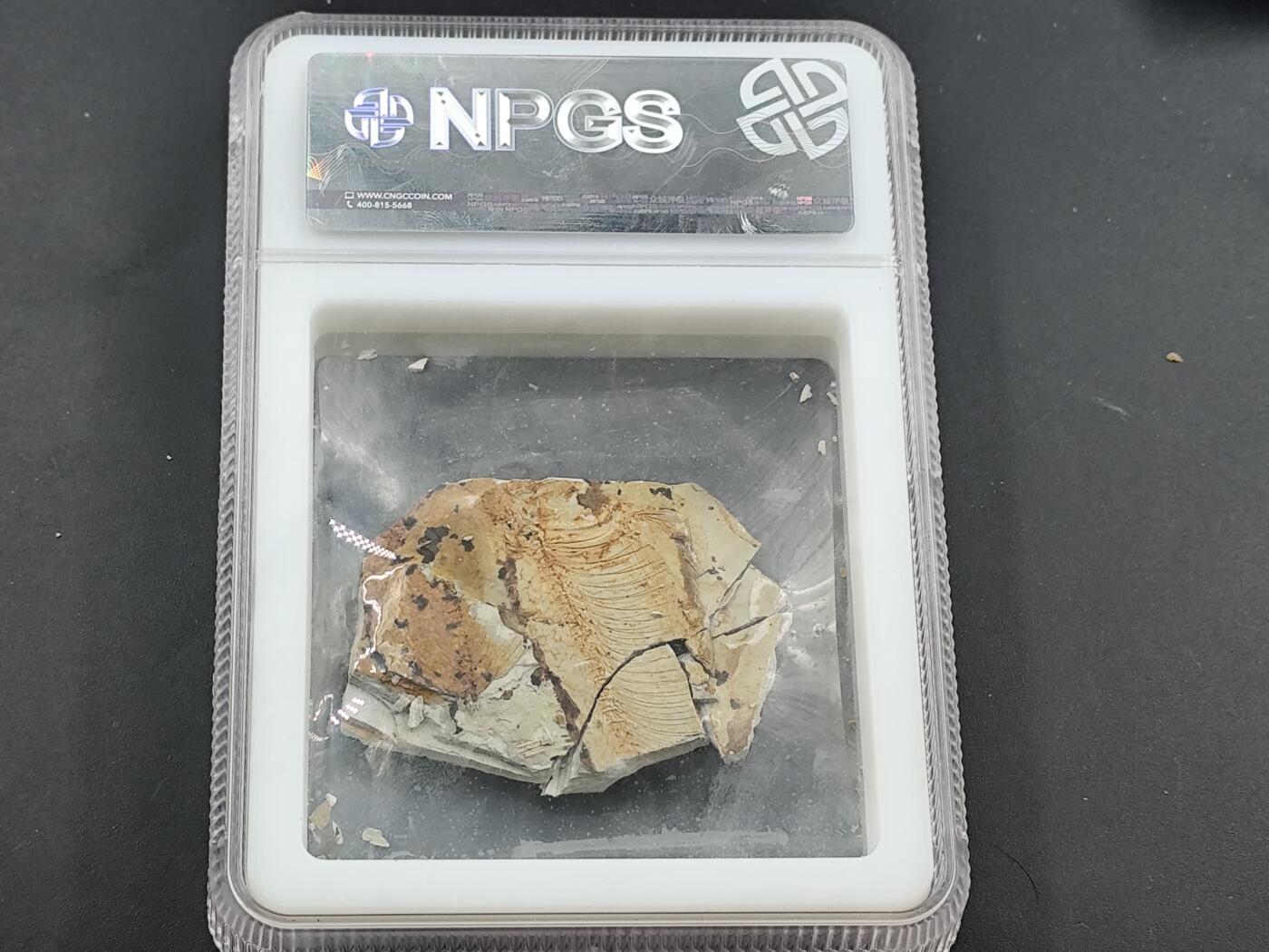 12月28日徽章钱币专场 众诚评级狼鳍鱼化石