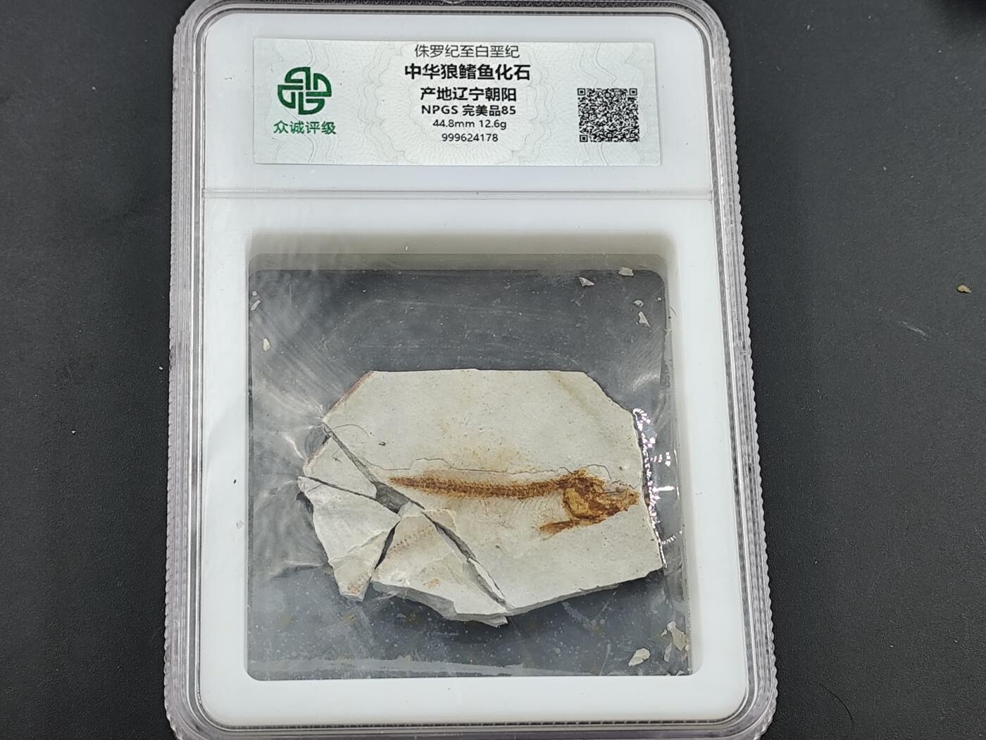 12月28日徽章钱币专场 众诚评级狼鳍鱼化石