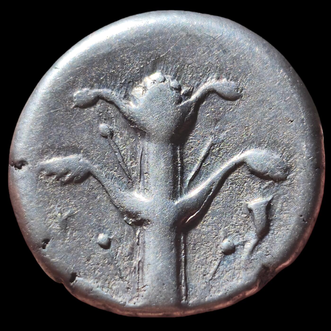 美品！古希腊-北非 昔兰尼加罗盘草 阿波罗-阿蒙 2德拉克马大银币7.48g 背面著名的教科书已灭绝的植物罗盘草 该类型币价格五千以上，此品非常干净漂亮，入手温润美观，非常不错的精品