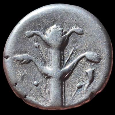 美品！古希腊-北非 昔兰尼加罗盘草 阿波罗-阿蒙 2德拉克马大银币7.48g 背面著名的教科书已灭绝的植物罗盘草 该类型币价格五千以上，此品非常干净漂亮，入手温润美观，非常不错的精品