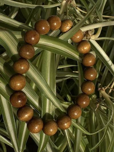 零元拍：金丝楠圆珠珠手串，10.5MM 金丝满满，满荧光，满手留香 - 零元拍：金丝楠圆珠珠手串，10.5MM 金丝满满，满荧光，满手留香