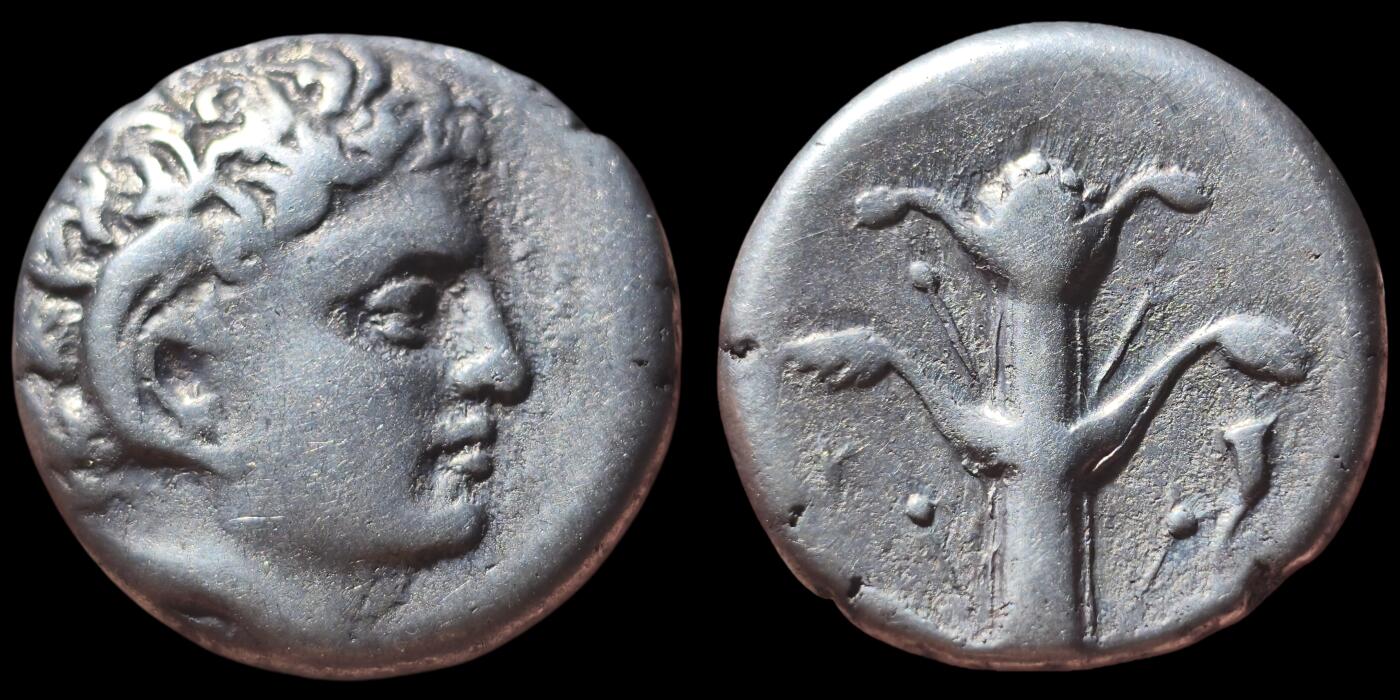 美品！古希腊-北非 昔兰尼加罗盘草 阿波罗-阿蒙 2德拉克马大银币7.48g 背面著名的教科书已灭绝的植物罗盘草 该类型币价格五千以上，此品非常干净漂亮，入手温润美观，非常不错的精品