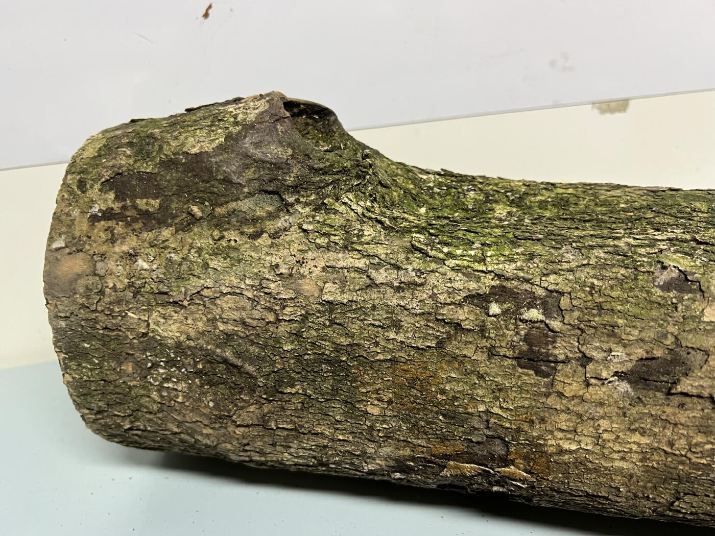 零元拍： 1231-1 金丝楠 原木 风水柱 横财（材）带皮， 尺寸：76.5/15/11.5CM。