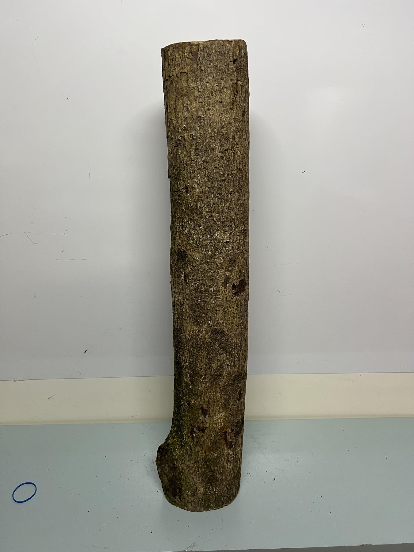 零元拍： 1231-1 金丝楠 原木 风水柱 横财（材）带皮， 尺寸：76.5/15/11.5CM。